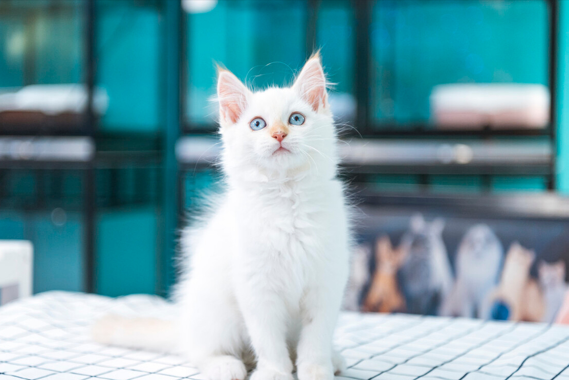 波斯猫多少钱一只(官方报价)