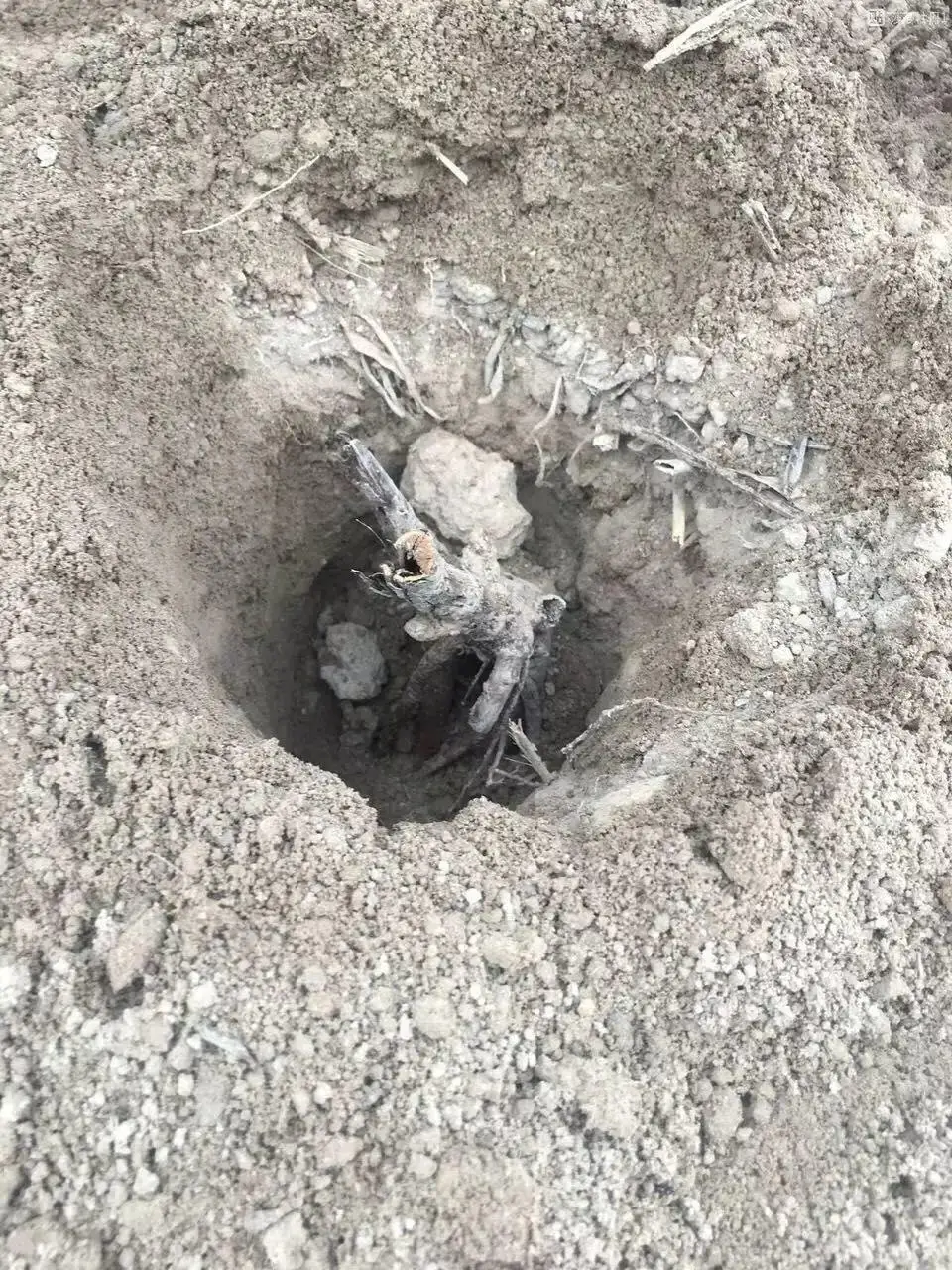 芍药花什么时候开花（芍药种植方法和时间）