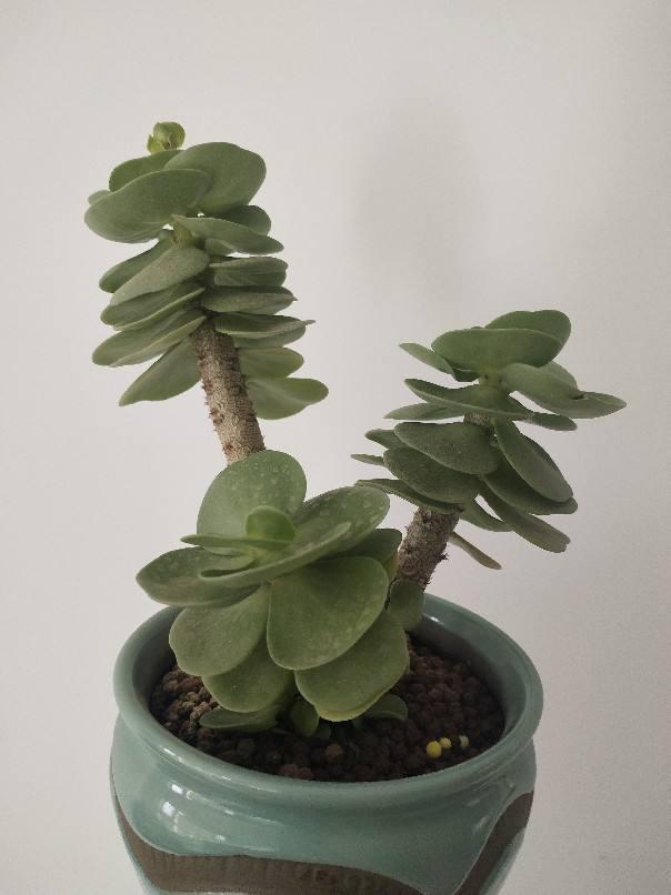 容易养成老桩的多肉,新手也能养成,2年茎秆木质化