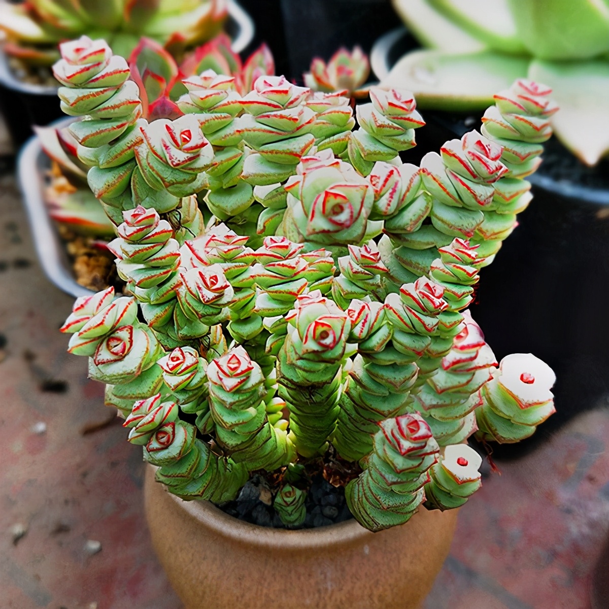 七种带"钱"的花,好看又好养,寓意吉祥,财源滚滚,建议养一盆