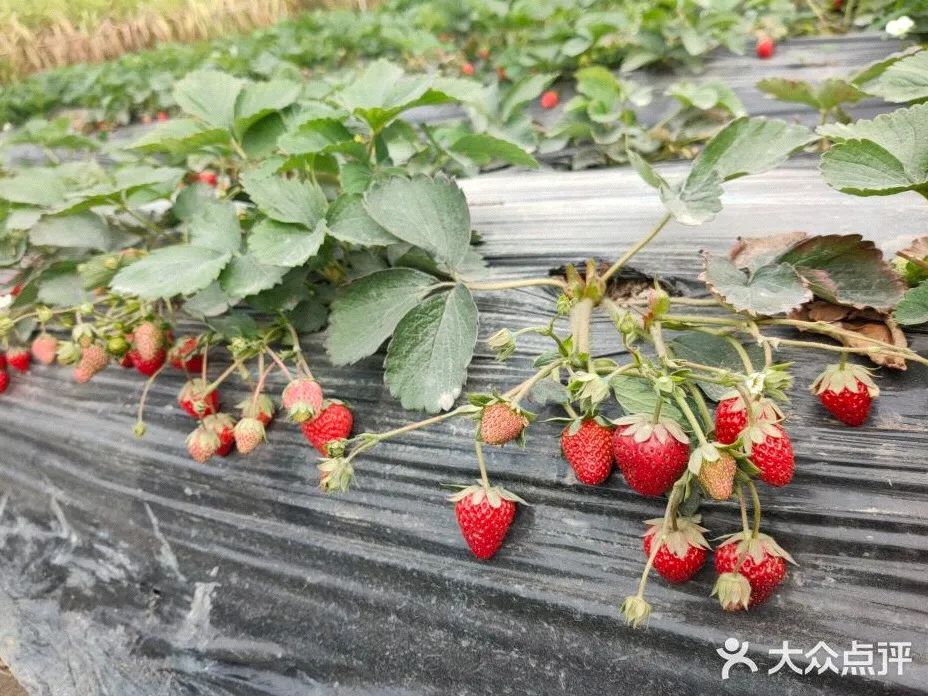 草莓季來了！廣州摘草莓指南出爐！快帶孩子走起