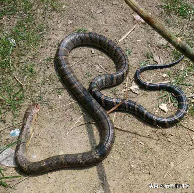 野生眼镜王蛇价格四川3米18斤眼镜王蛇闯民宅