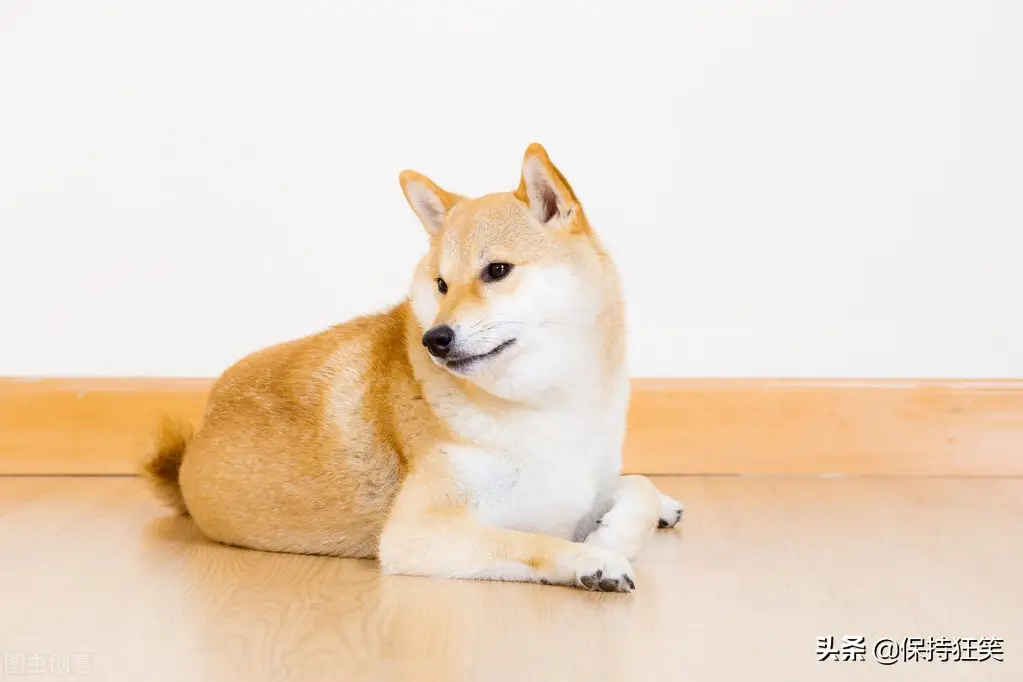 十大名狗是什么狗（世界十大贵族犬有哪些）