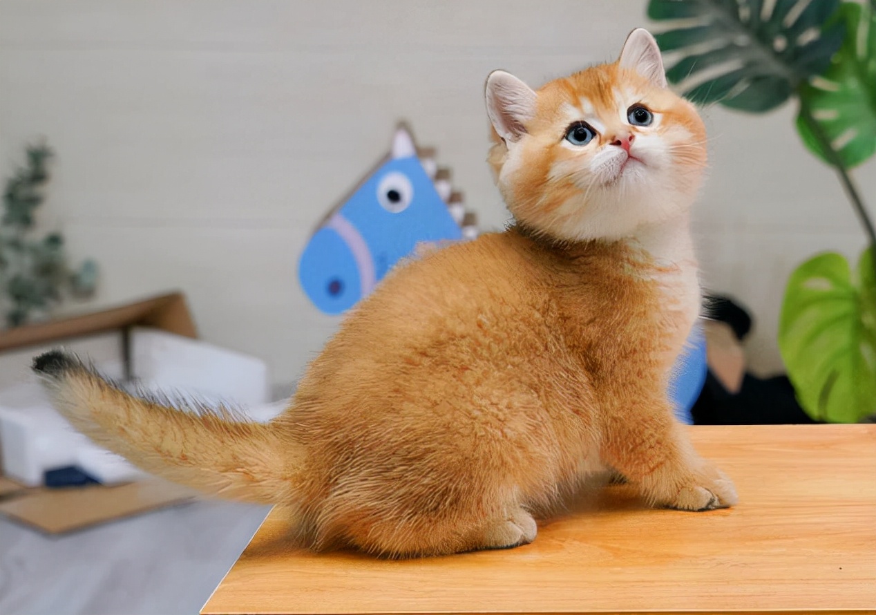 金蓝渐层猫怎么养需要注意什么科普