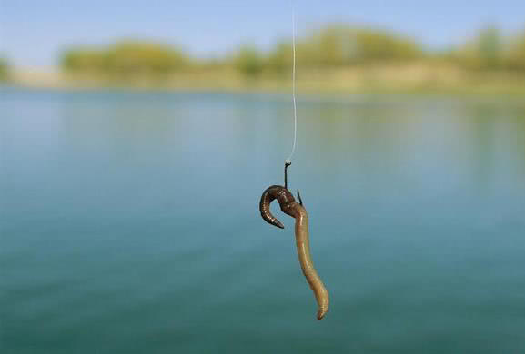 宁夏天地中农生态农业分享同样都是用蚯蚓为何有人连竿连到手软有人