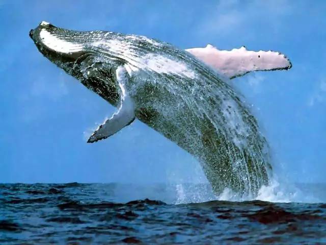 鲸鱼是肉做的，潜入万米深都没事，而钢铁打造的潜艇容易被压扁？