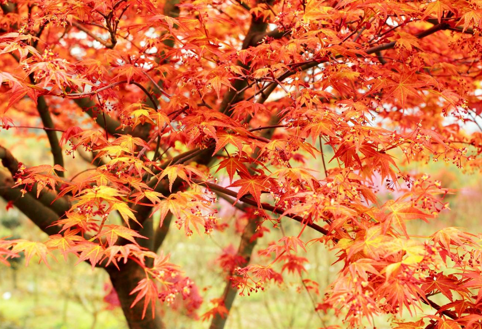 红枫比较耐寒,适宜在温暖湿润,凉爽的环境下生长,北方冬季养护最好