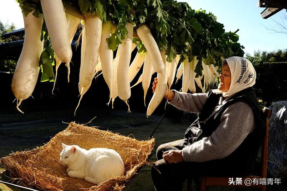 谢谢，福丸！再见，福丸