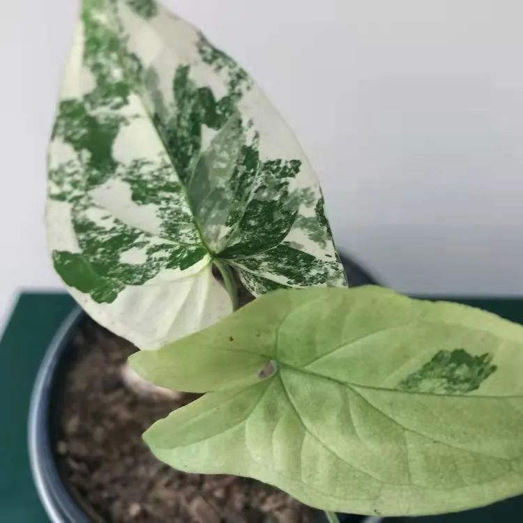 7种叶子特别有质感的室内观叶植物,叶脉凹陷,大多是网红植物