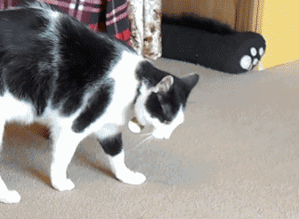 为什么猫有时候会在地上打滚，扭来扭去？