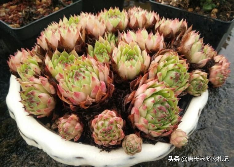多肉观音莲越养越小?老花匠总结出6个原因,照着处理能轻松爆盆