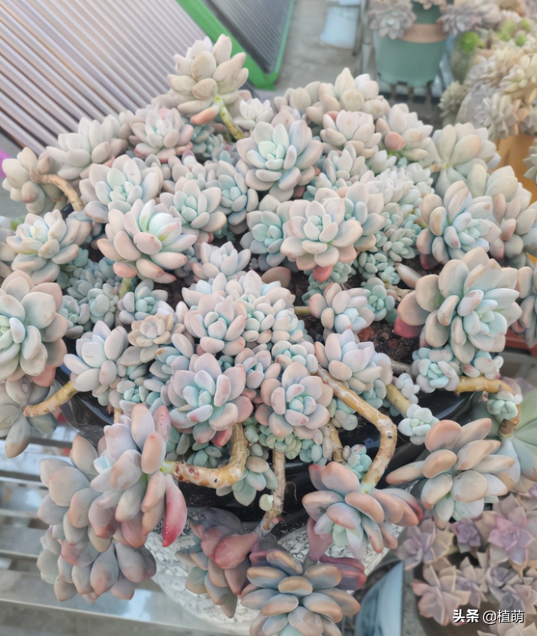 多肉大洛神怎么养新手必看干货