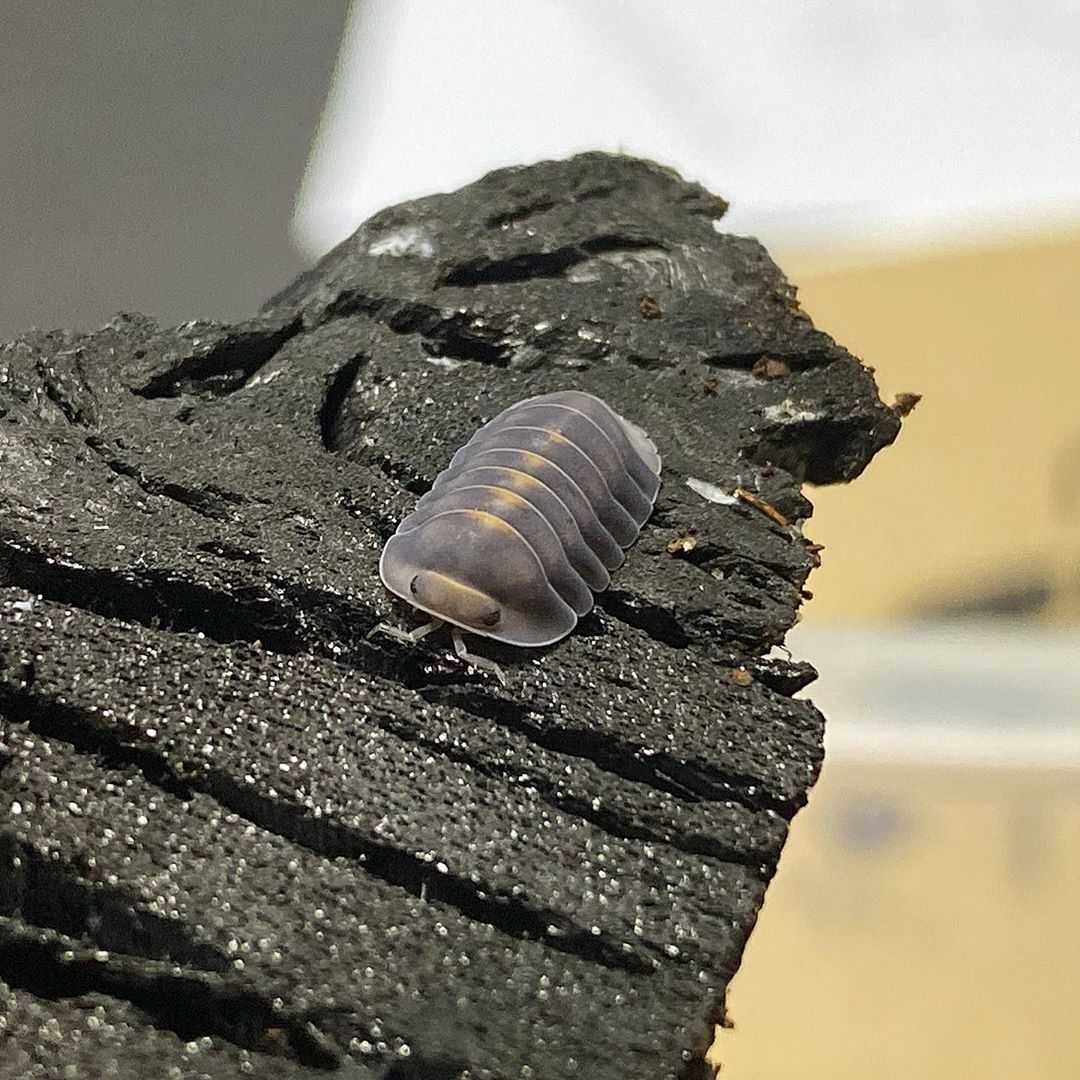 大的西瓜虫怎么养正确方法「记得收藏」 -骁龙网