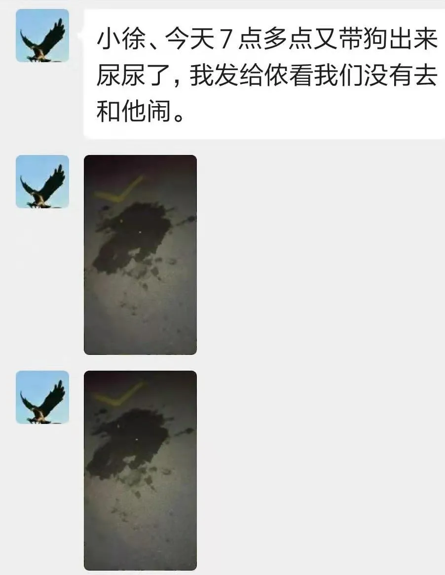 导盲犬入住酒店被拒!培养一只导盲犬有多难?训练成本就要15万