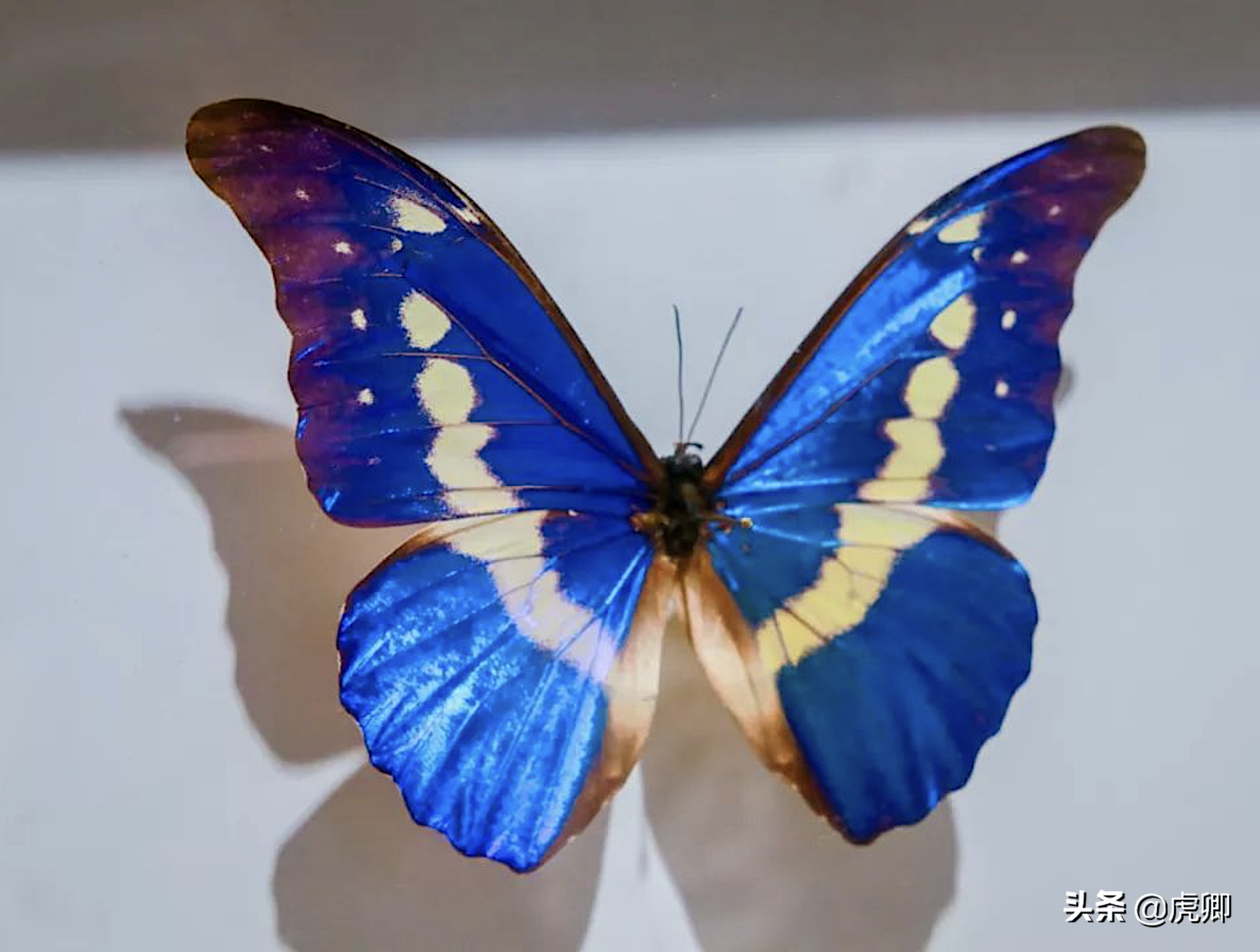涌起朵朵白色浪花,颜色及花纹都非常壮观,被誉为是世界上最美丽的蝴蝶
