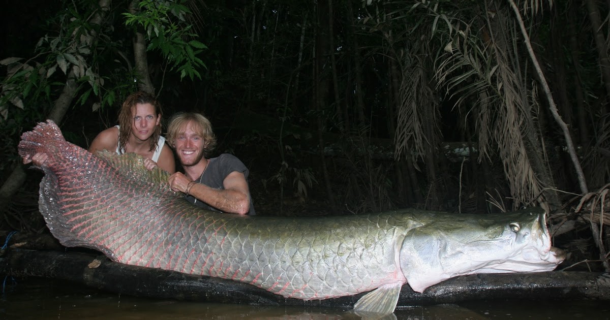 亚马逊河中霸主，以鳄鱼、食人鱼为食，巨骨舌鱼有多强？