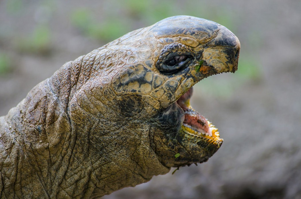 吃素的象龟突然捕食幼鸟！食草动物为何“一反常态”，兽性大发？