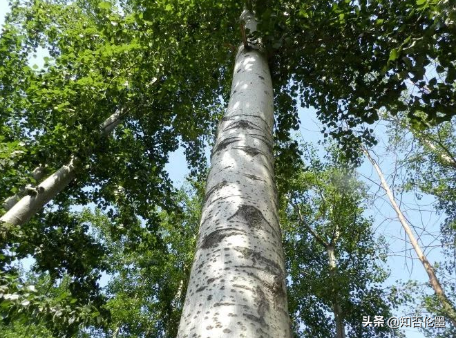 現在在農村，種什麽樹長得快又值錢？這幾種樹，農民朋友別錯過