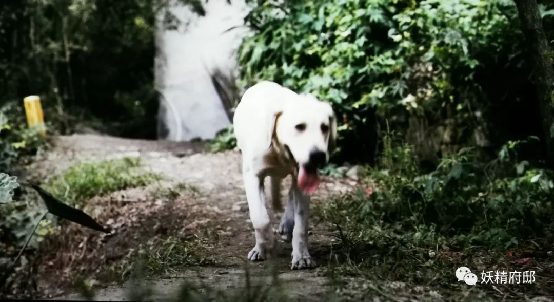 《忠犬流浪记》：一条公务狗的使命