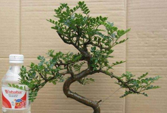 胡椒木盆景从上盆制作到养护,只需掌握这五点,一年四季清香四溢