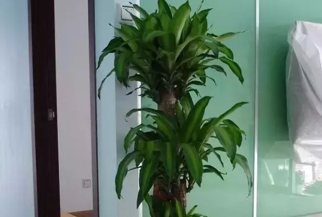 担心家里有甲醛?室内吸毒植物最强16种,赶紧搬几盆回家