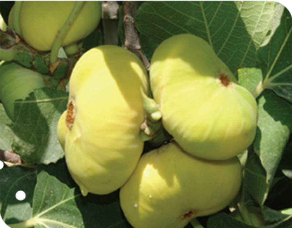 而果形呈扁圆状,看起来很像黄色的蟠桃,个头比其它无花果的品种要大