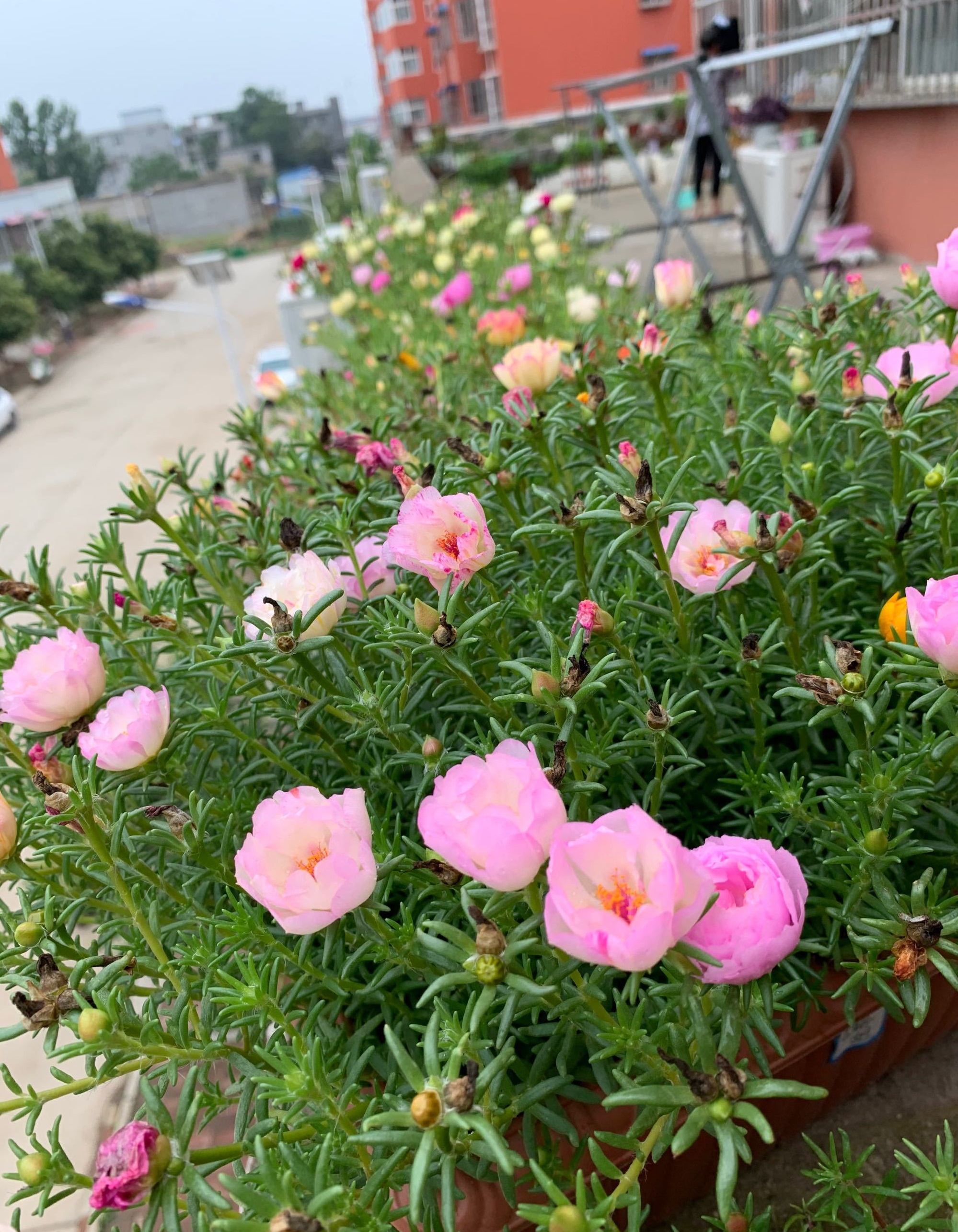 夏天也能养的花—粉羽,花型美如牡丹,好养易打理,三季有花看