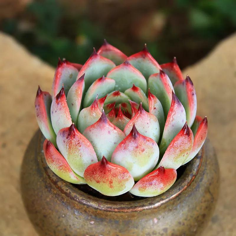 吉莲娃多肉怎么养忌讳什么「精心整理」 -骁龙网