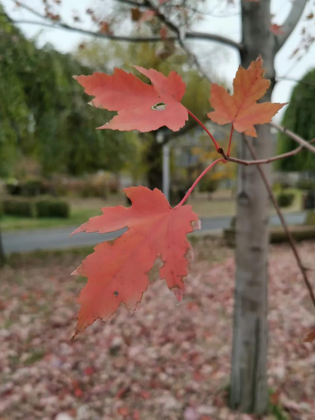 小学学历的小裁缝成为女作家，多次诺奖候选人，她的艰苦写作逆袭
