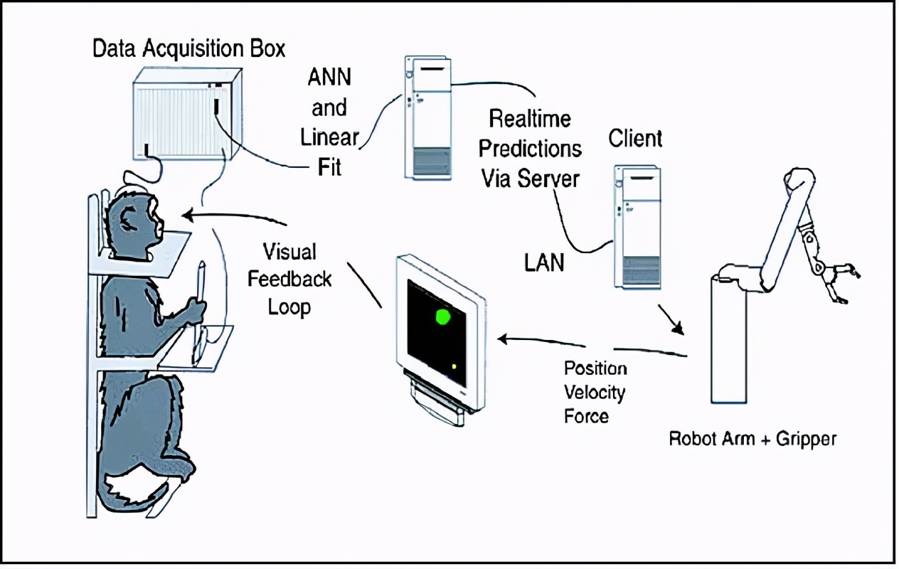 TE全浸精读-The Brain-Machine Interface: Pigs May Drive 猪也能开车