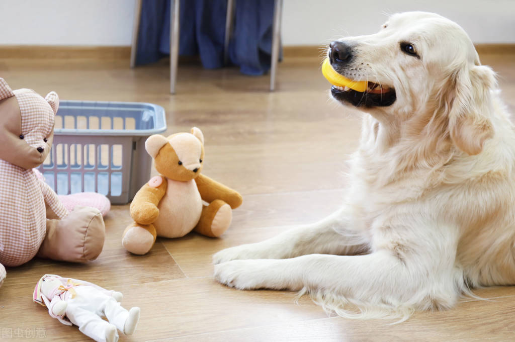 家里有狗狗，怎么做家务清洁比较高效？七个步骤让家里清洁又舒适