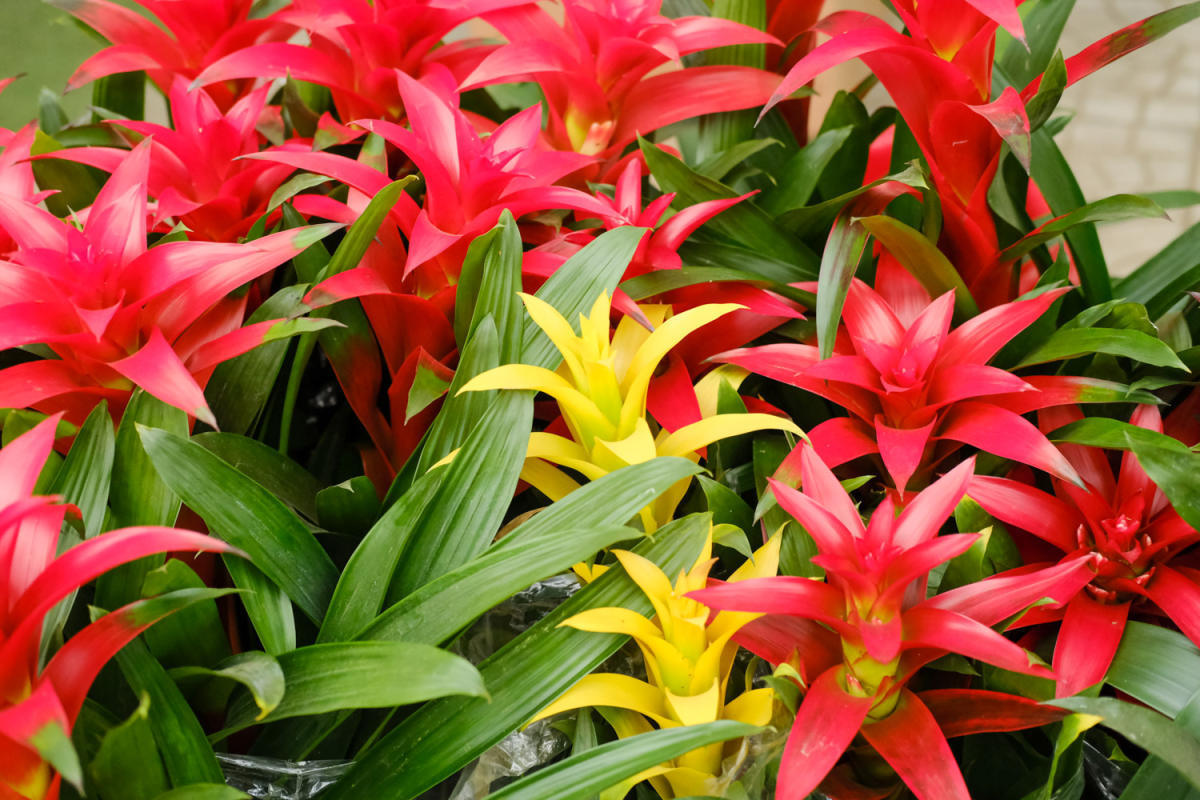 鸿运当头莺歌花怎么养比较好记得收藏