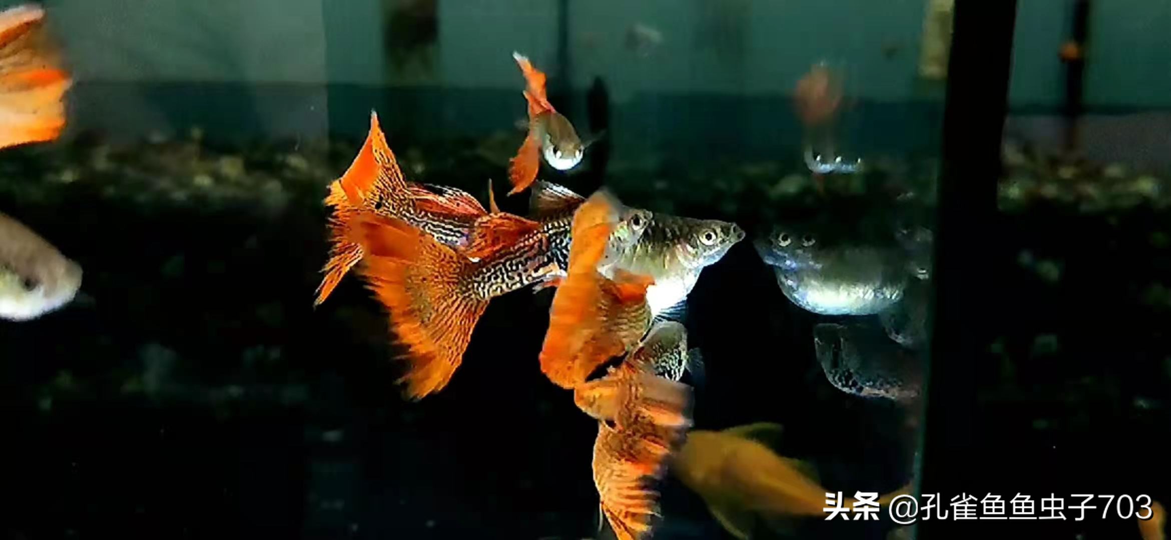 孔雀鱼多久繁殖一次时间规律及水温详解