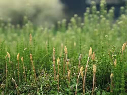 问荆草究竟是什么？竟在美国淘金热时期，让众多淘金者一夜暴富