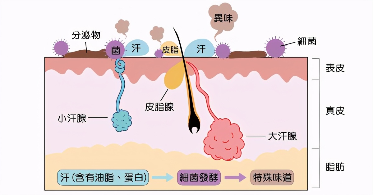 狐臭是生理现象还是病，怎么解决？这篇有味道的文章，告诉你答案