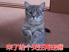 为什么狗狗排便前要转圈？其实真相有这些