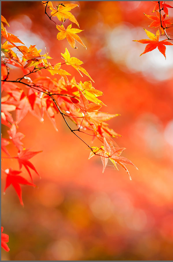 散文：秋天很美，生命也很美