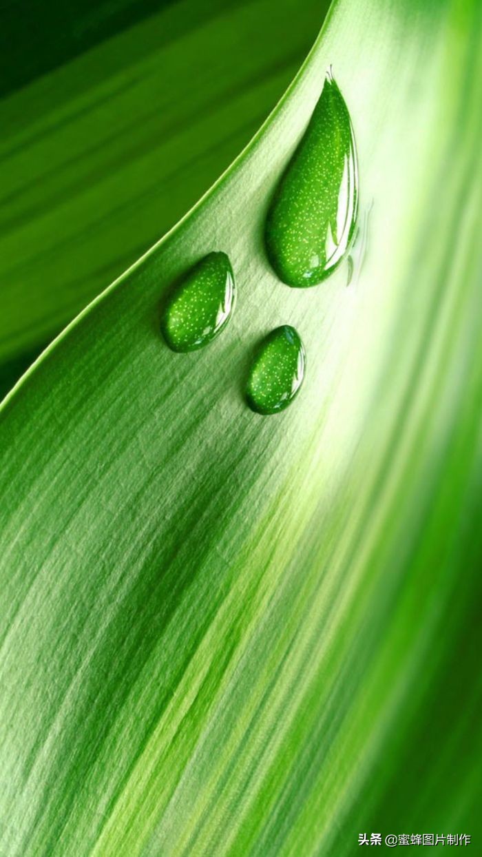 高清绿色护眼壁纸美景美图