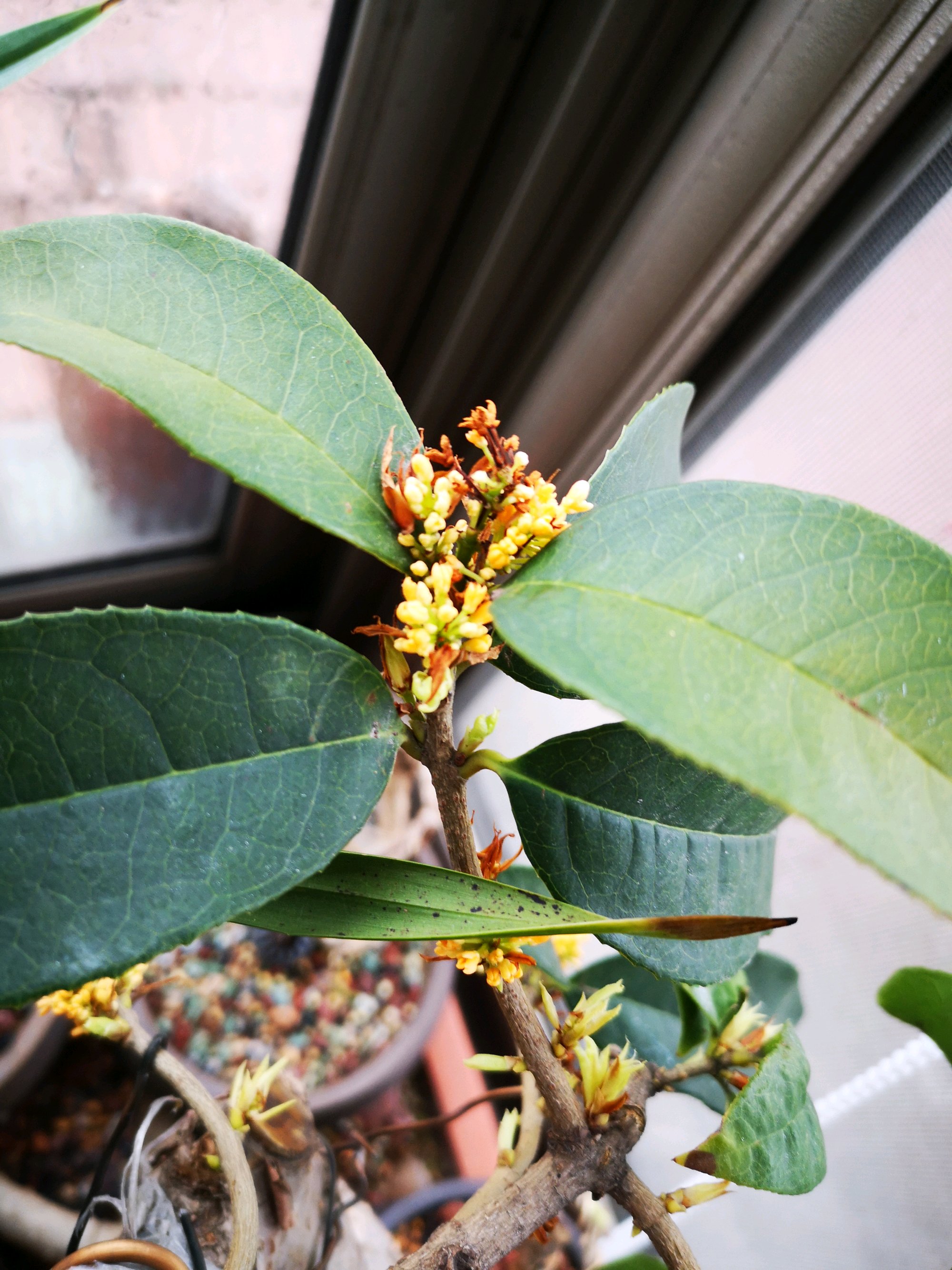 换头靠接的天香台阁桂花开裂了影响存活吗?动个小手术,完美愈合