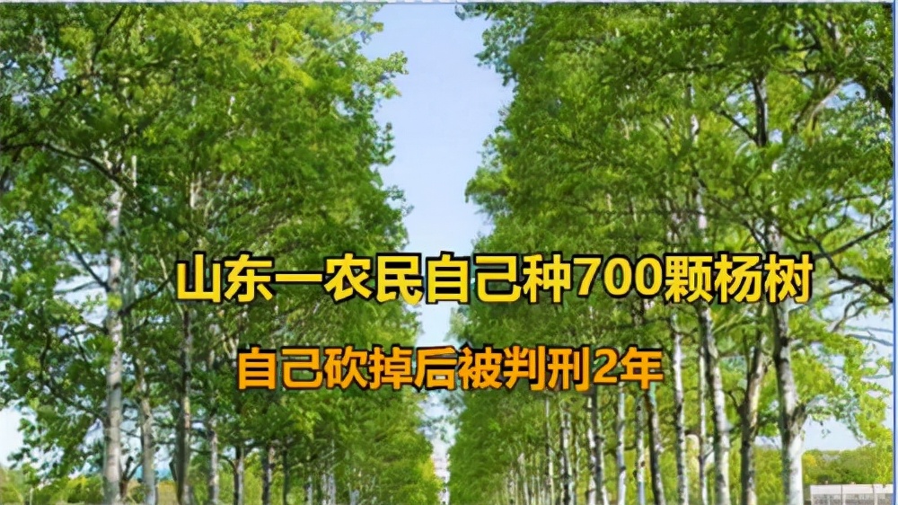 “我砍自己的树，还要判刑？”山东农民砍自家杨树罚款1万获刑2年