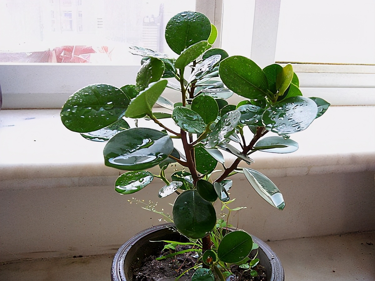 甲醛去除原理方法43