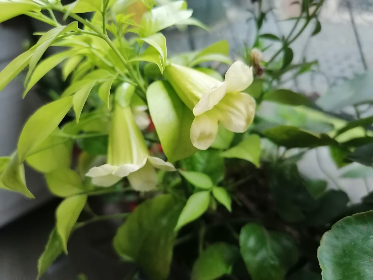 臥室放4種植物，“旺財”又健康，新手也能養好