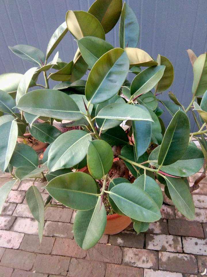 橡皮树植物怎么养不容易死「干货」 -骁龙网