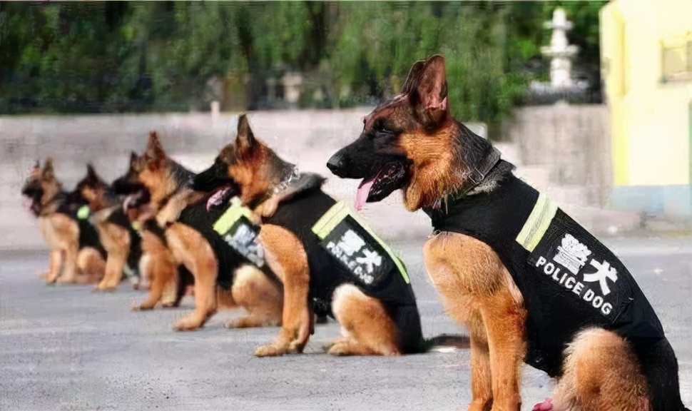 面对眼镜蛇的袭击，警犬护主壮烈牺牲！边防犬的工作有多艰辛？