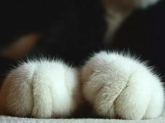 网友哭了:抓破沙发、抓坏窗帘,猫咪为什么那么喜欢到处磨爪子?