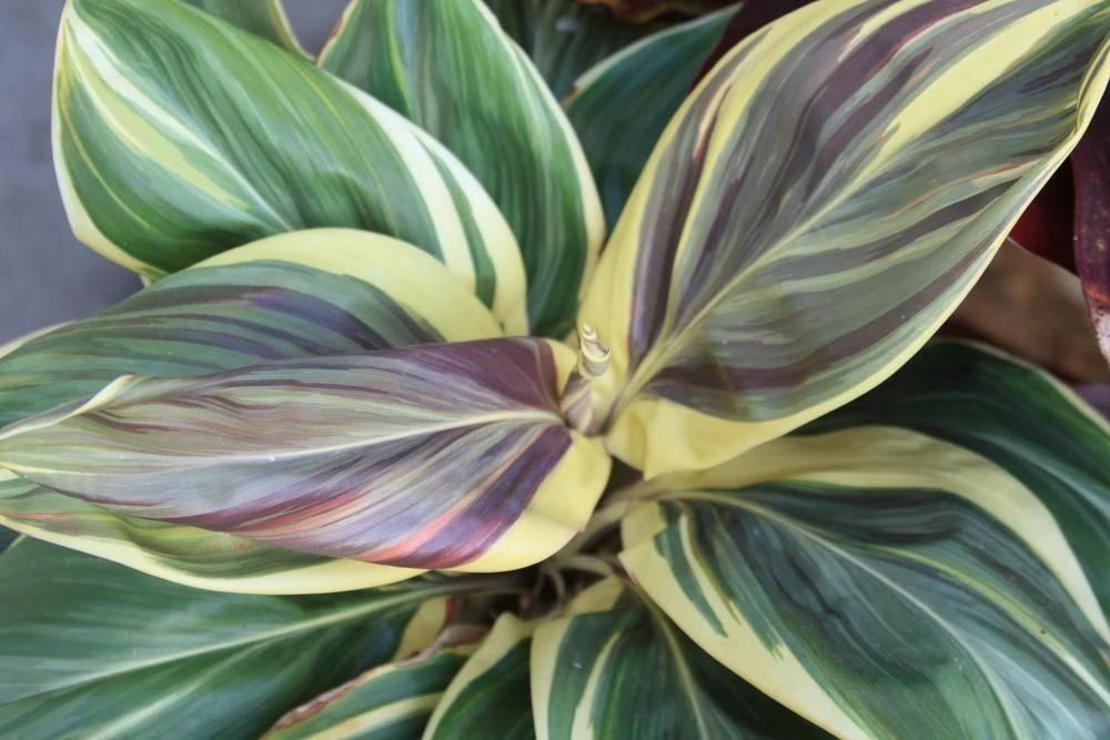 朱蕉园艺观赏品种可真好看,和竹蕉有很大差别,别买错了