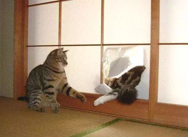 网友哭了:抓破沙发、抓坏窗帘,猫咪为什么那么喜欢到处磨爪子?