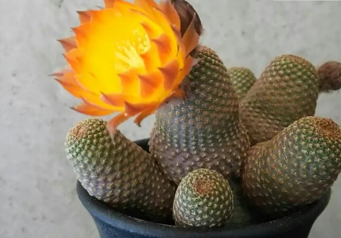 容易开花的8种仙人掌,个个开花娇艳,好养易管理