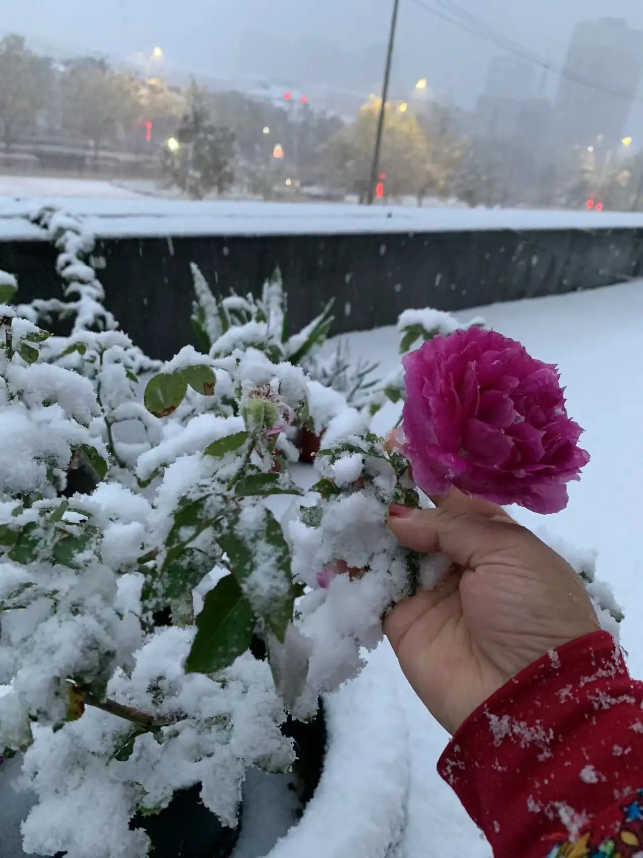 冬天开的花有哪些花朵（冬天十大最香的耐寒的花）