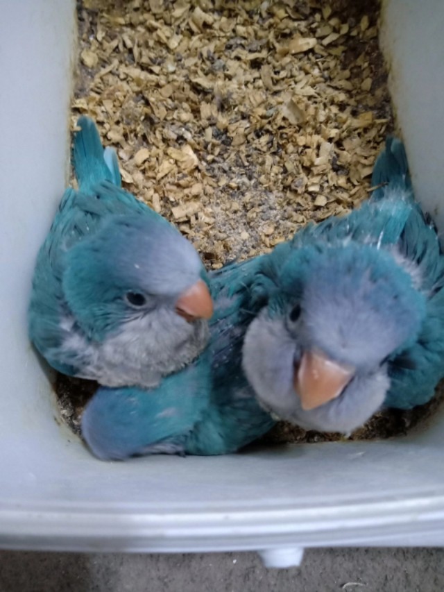 为什么大家都喜欢养大体绿和尚鹦鹉,大体绿和尚鹦鹉你会养吗?